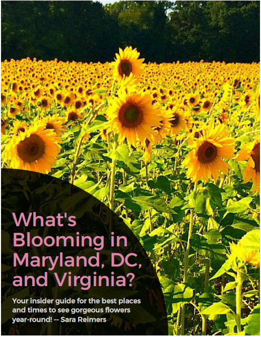 What's Blooming in Maryland, DC, and Virginia? E-book